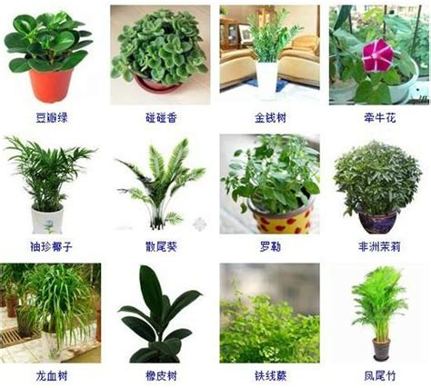 玄關植物風水|最旺入門玄關植物放什麼最好 一進門見到什麼植物旺財